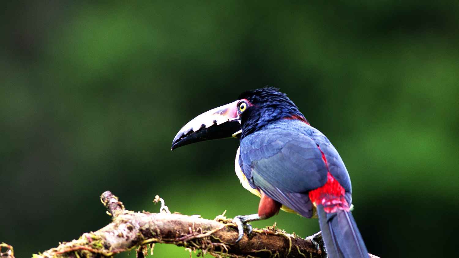 Collared Aracari